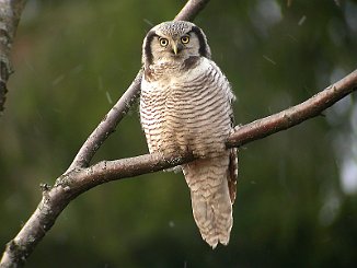 Haukugle, Northern Hawk Owl (Veum, Fredrikstad)