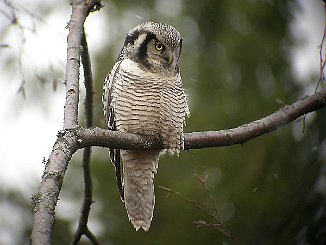 Haukugle, Northern Hawk Owl (Veum, Fredrikstad)