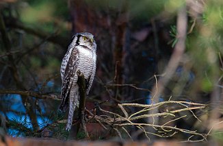 Haukugle, Hawk Owl (Karlshus, Råde)