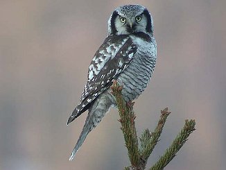 Haukugle, Northern Hawk Owl (Formofoss, Grong)
