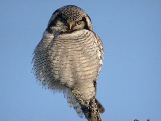 Haukugle, Nothern Hawk Owl (Lierne)