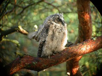 Hornugle, Long-Eared Owl (Oven, Råde)