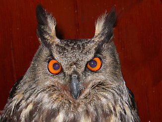 Hubro, Eagle Owl (Råde 22.04.2006)
