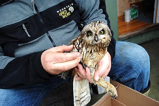 Jordugle, Short-eared Owl (Utsira)