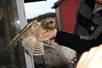 Jordugle, Short-eared Owl (Utsira)