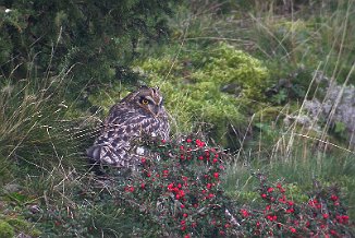 Jordugle, Short-eared Owl (Sletter, Råde)