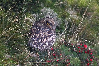 Jordugle, Short-eared Owl (Sletter, Råde)