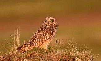 Jordugle, Short-eared Owl (Orkelsjøen, Oppdal)