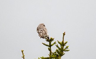 Jordugle, Short-eared Owl (Aksjøen, Sjusjøen)