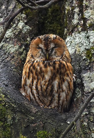 Kattugle, Tawny Owl (Hafslund, Sarpsborg)