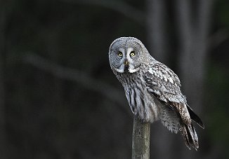 Lappugle, Great Grey Owl (Tomb, Råde)