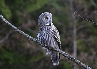 Lappugle, Great Grey Owl (Tomb, Råde)