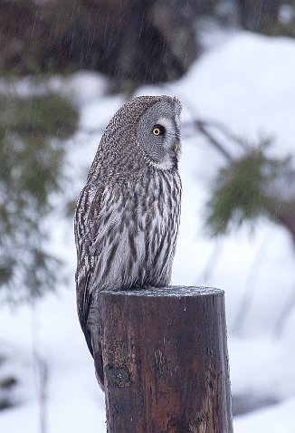 Lappugle, Great Grey Owl (Østfold)