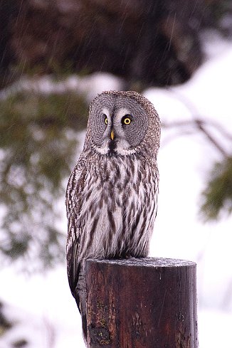 Lappugle, Great Grey Owl (Østfold)
