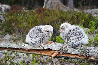 Slagugle, Ural Owl (Eastern Norway)