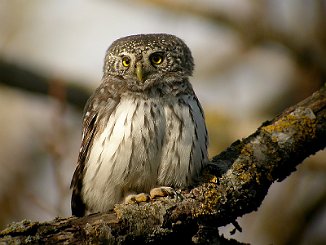 Spurveugle. Pygmy Owl (Skipstadkilen, Hvaler)