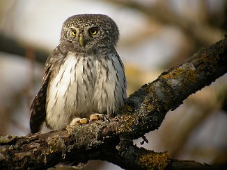 Spurveugle. Pygmy Owl (Skipstadkilen, Hvaler)