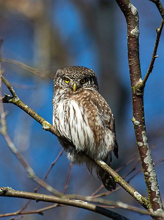 Spurveugle. Pygmy Owl (Utnehaugen, Onsøy)