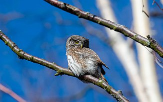 Spurveugle. Pygmy Owl (Utnehaugen, Onsøy)
