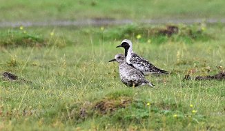 Tundralo, Grey Plover (Oven, Råde)