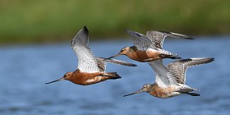 Lappspove, Bar-tailed Godwit (Oven, Råde)