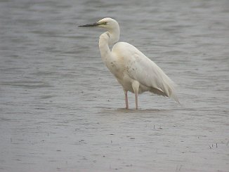 Egretthegre, Great White Egret (Bjårvann, Hå)