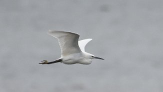 Silkehegre, Little Egret (Nordre Ovenbukt, Råde)