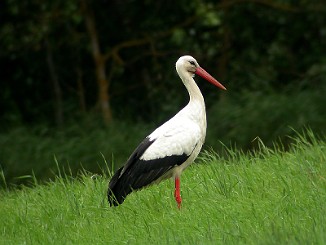 Stork, White Stork (Starane-Horne, Stange)
