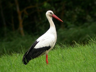 Stork, White Stork (Starane-Horne, Stange)