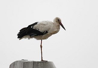 Stork, White Stork (Vesten, Fredrikstad)