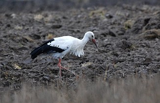 Stork, White Stork (Vesten, Fredrikstad)