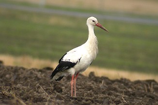 Stork, White Stork (Vesten, Fredrikstad)Stork, White Stork (Vesten, Fredrikstad)