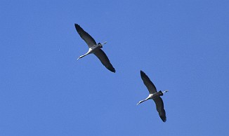 Trane, Common Crane (Utnehaugen, Onsøy)