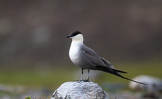 Fjelljo, Long-tailed Skua (Komagdalen)