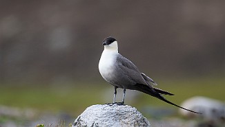 Fjelljo, Long-tailed Skua (Komagdalen)