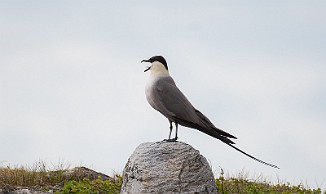 Fjelljo, Long-tailed Skua (Komagdalen)