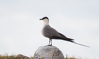 Fjelljo, Long-tailed Skua (Komagdalen)