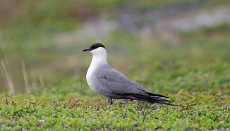 Fjelljo, Long-tailed Skua (Komagdalen)