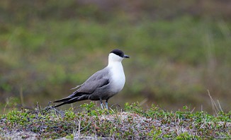 Fjelljo, Long-tailed Skua (Komagdalen)