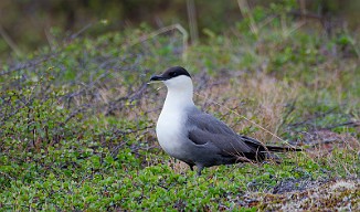 Fjelljo, Long-tailed Skua (Komagdalen)