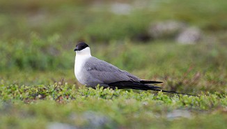 Fjelljo, Long-tailed Skua (Komagdalen)