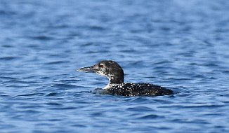 Islom, Great Northern Diver (Nordhassel, Lista)