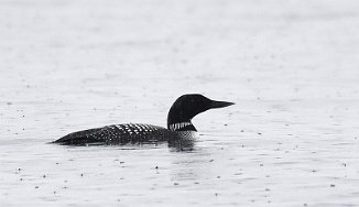 Islom, Great Northern Diver (Østhassel, Lista)