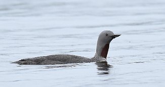 Smålom, Red-throated Loon (Tautra, Frosta)