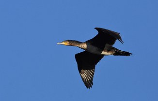 Storskarv, Great Cormorant (Skipstadkilen, Hvaler)