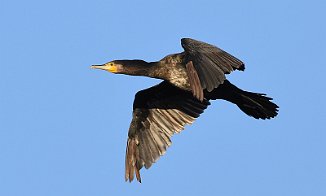 Storskarv, Great Cormorant (Grindholmen, Råde)