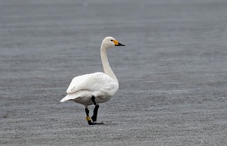Dvergsvane, Bewick's swan (Kallaksjøen)