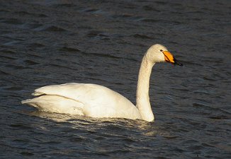 Sangsvane, Whooper Swan (Bjørnerødvann, Våler)