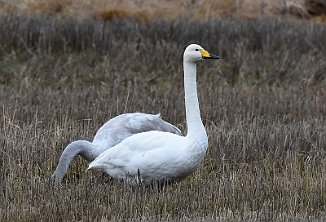 Sangsvane, Whooper Swan (Augebergi, Råde)