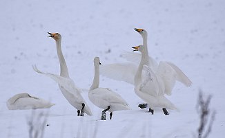 Sangsvane, Whooper Swan (Torsnes, Fredrikstad)
